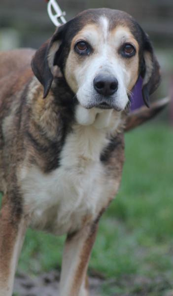 ULAa croisée Beagle/Labrador  9 ans  -   SPA DE  CHILLEURS AUX  BOIS  (45) Nouvea15