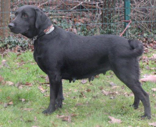 TOUFFY  croisée Labrador  3 ans  -   SPA DE  COMPIEGNE  (60) P1230811
