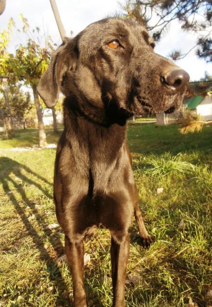 PIPPA  croisée Labrador 4 ans   -   SPA DE  VALLERARGUES  (30) Pc110610
