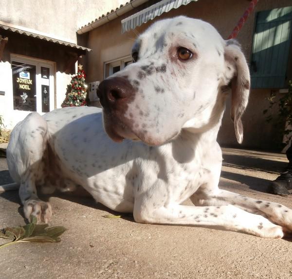 FERGUS  croisé Setter  2 ans  -   SPA DE  VALLERARGUES  (30) Pc261010