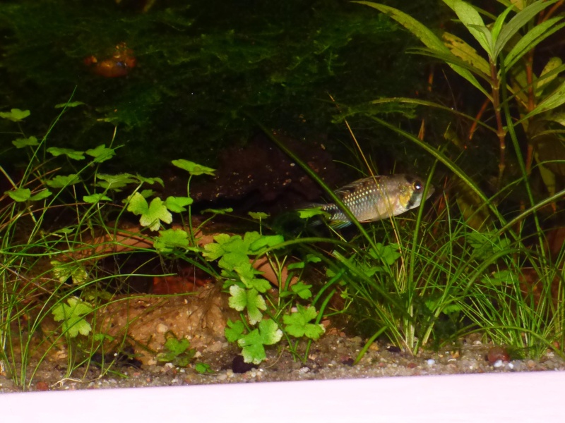 Apistogramma Rositae    ...LOW TEC P1000620