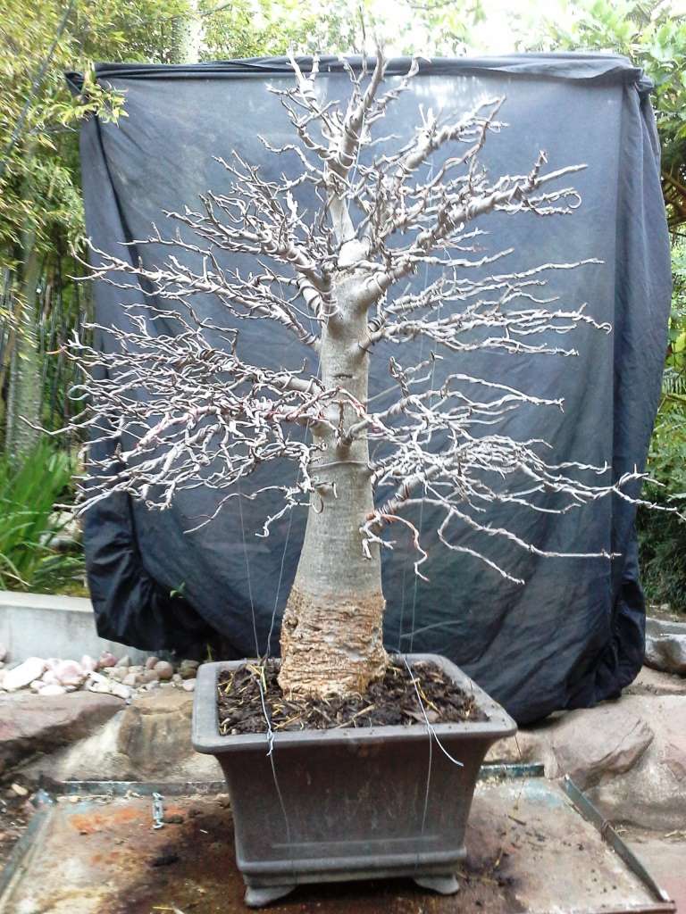 Andre`s Baobab - Adansonia digitata B210