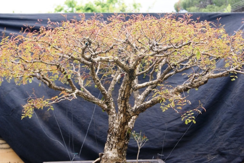 Andre's Pierneef Style Acacia galpinii Pierne13