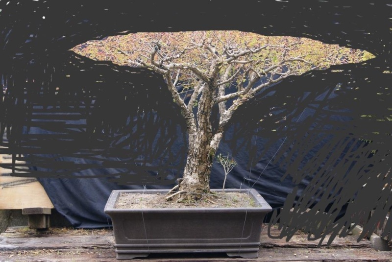 Andre's Pierneef Style Acacia galpinii Pierne17