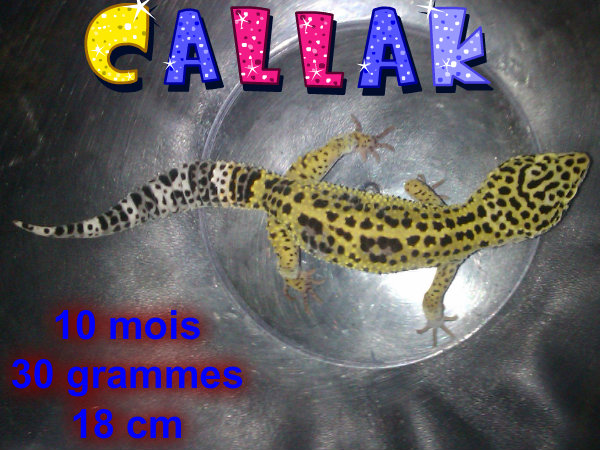 CALLAK mon gecko léopard  81686310