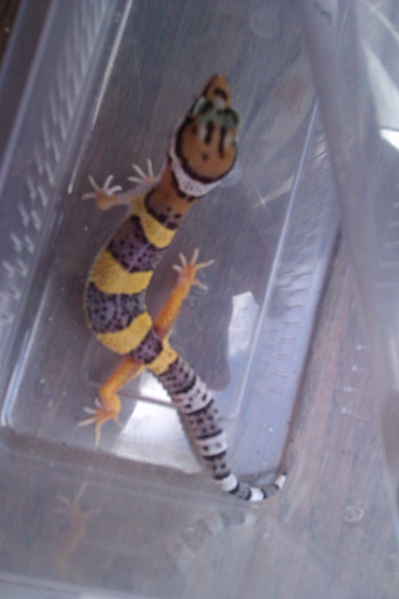 MYDASS gecko de 3 mois  Imag1812