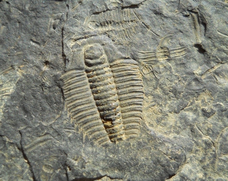 Upper Cambrian Alum Shale Trilobites 002_210