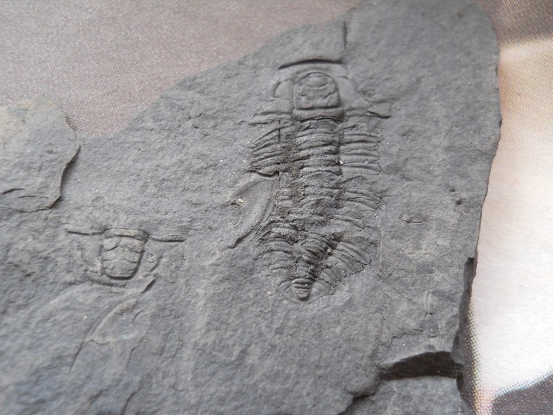Upper Cambrian Alum Shale Trilobites R3-00310