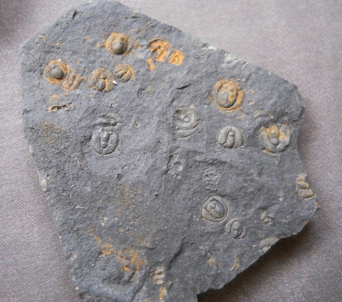 Upper Cambrian Alum Shale Trilobites R3-00410
