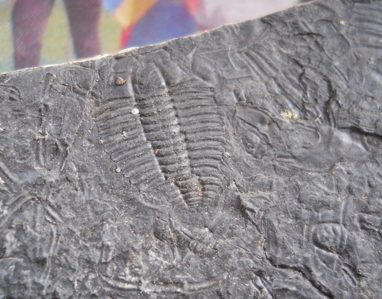 Upper Cambrian Alum Shale Trilobites R7-00210