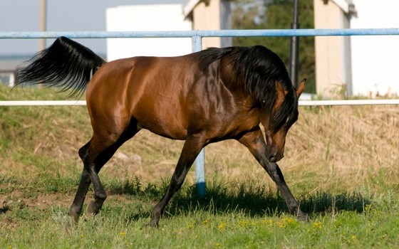 Chevaux de Shinzo  Pe27