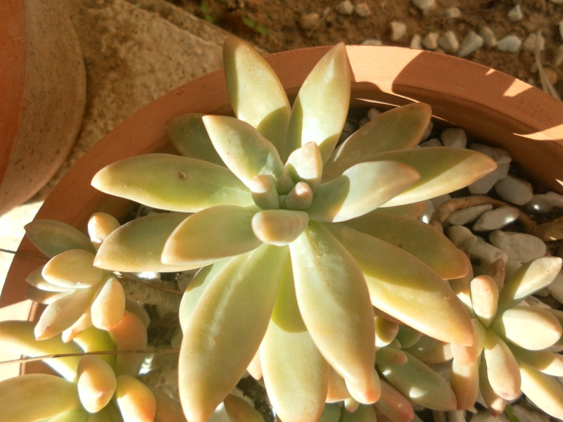 [x Graptosedum 'Francesco Baldi'] Sam_7833