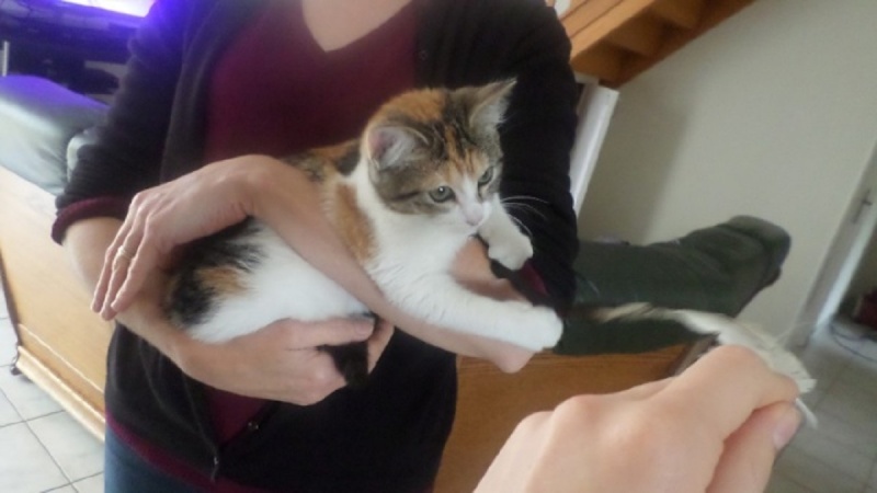 JOUNETTE, jeune chatte tricolore, née en  Mai 2014 Chatte10