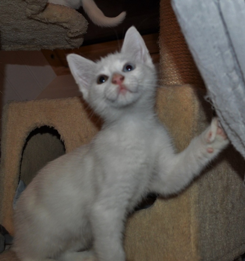 JINGLE, chaton mâle blanc (sourd) aux yeux vairons, né le 27/10/14 Dsc_0018