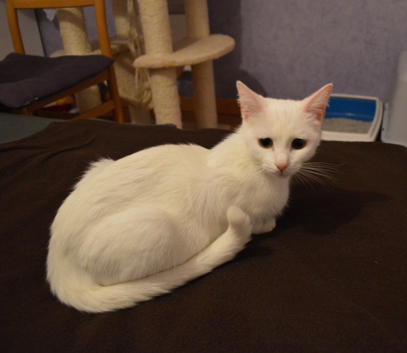 INOUK, femelle blanche née en Octobre 2013, sourde (frais d'adoption libres) Maman_11