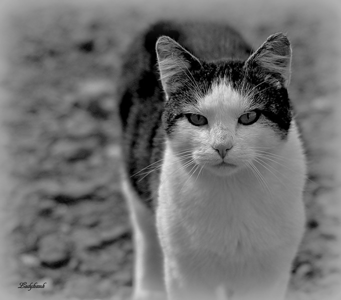 le chat  Img_1610