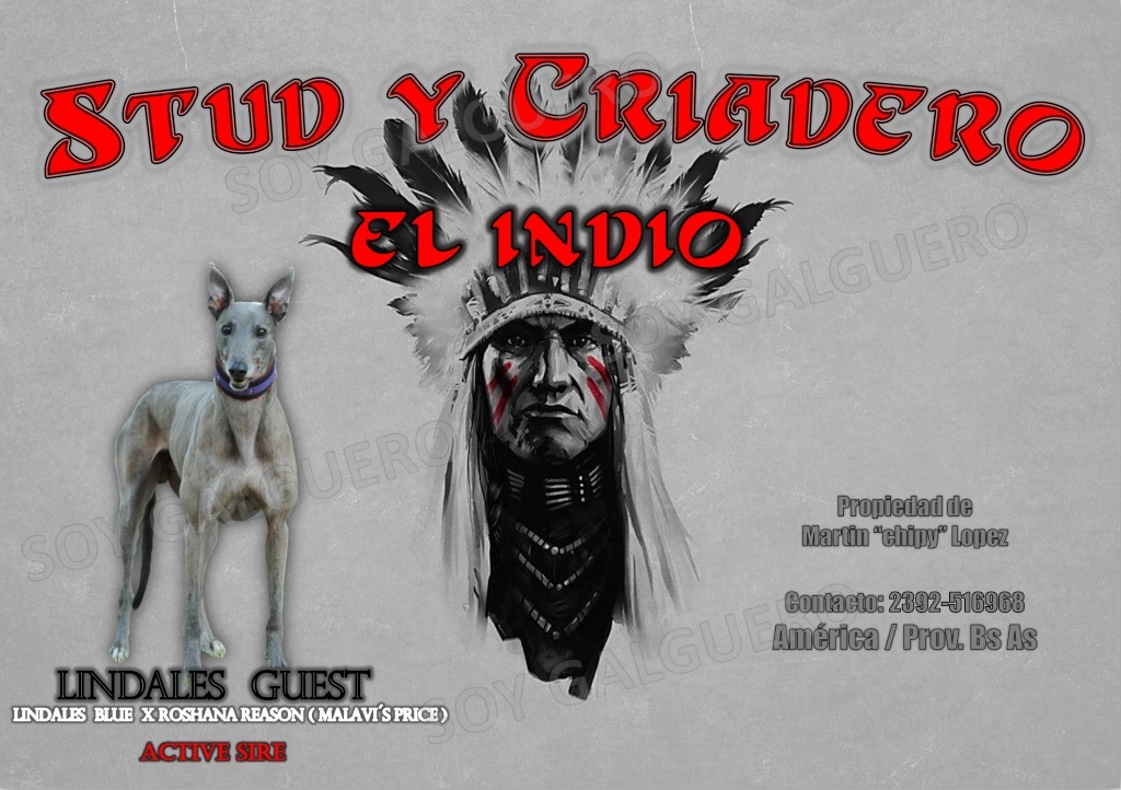 Stud y criadero " EL INDIO " de MARTIN " EL CHIPY " LÓPEZ Presen11