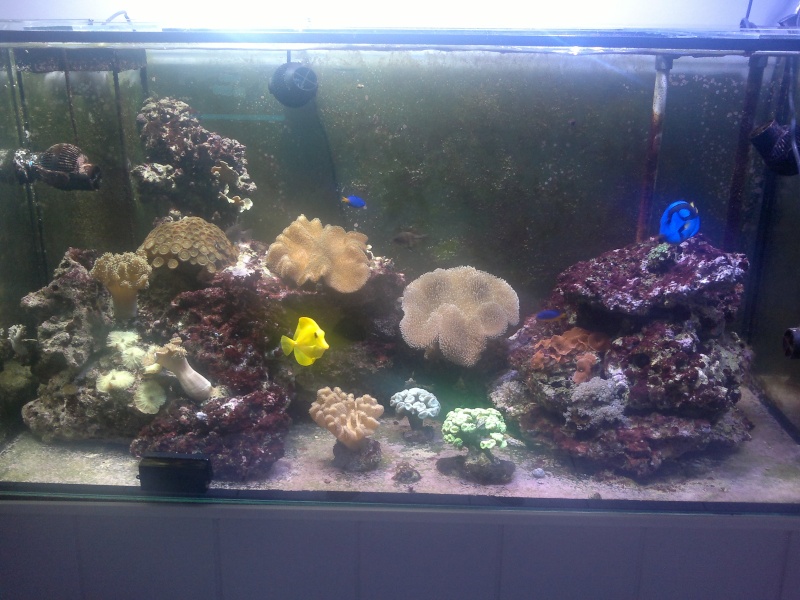 Photos de mes premiers coraux mous - Page 3 Moi_lo24