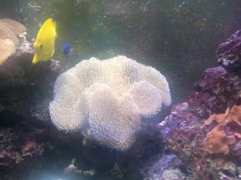 Photos de mes premiers coraux mous - Page 3 Moi_lo26