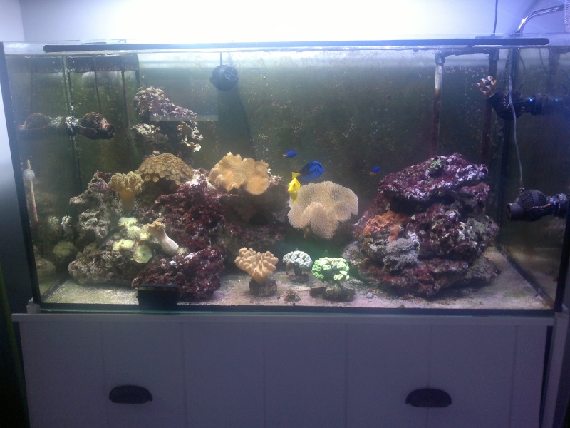 Photos de mes premiers coraux mous - Page 3 Moi_lo27