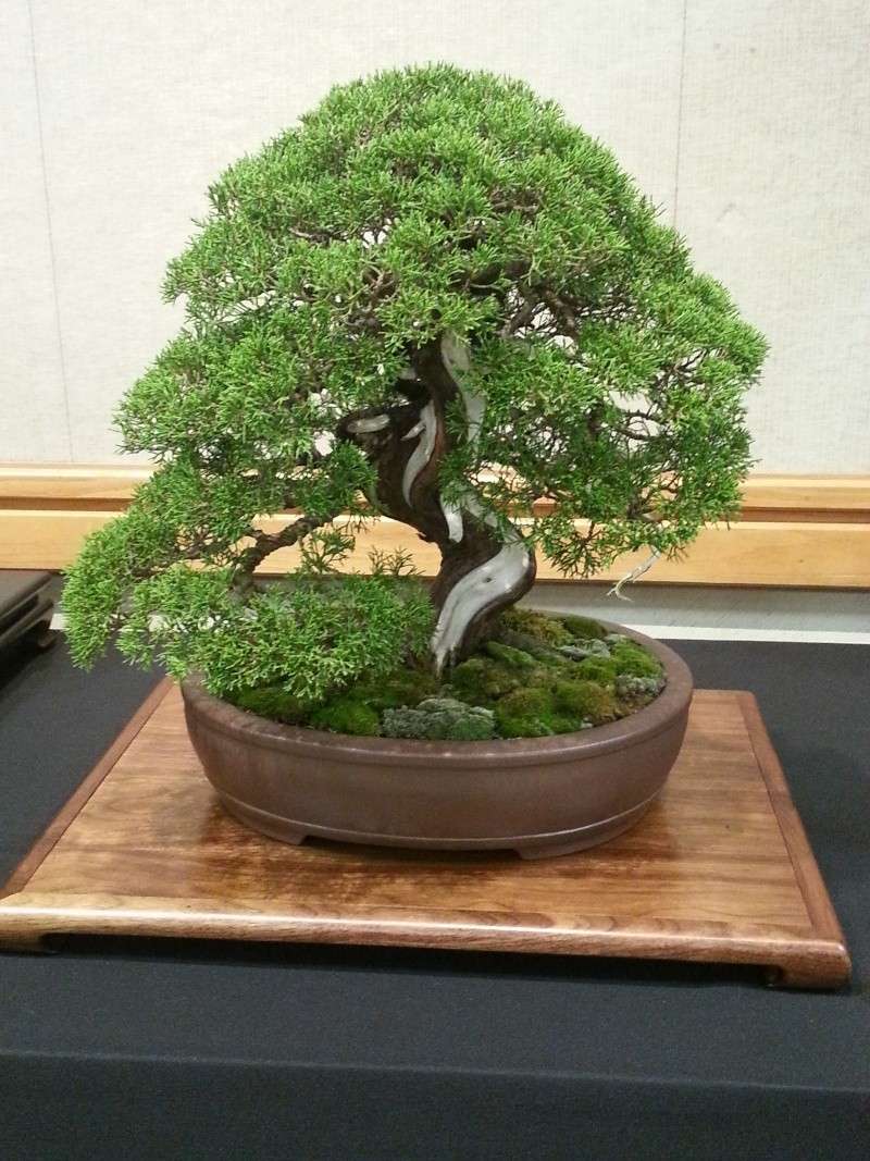 More Carolina Bonsai Expo pics Camera14