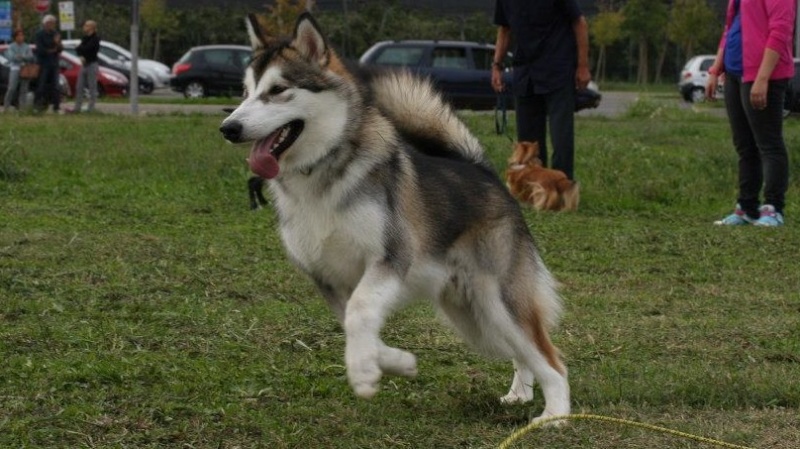 ma questi proprietari di cani ci sono solo a roma?? 26293910