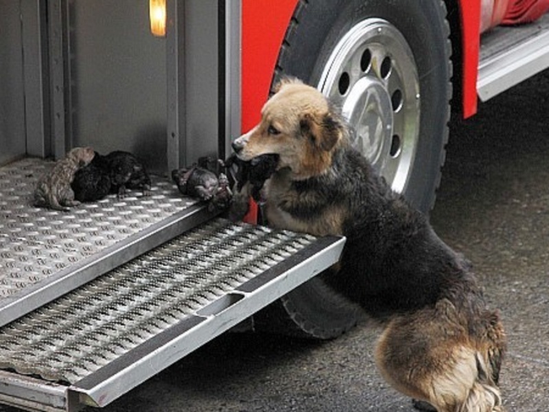 Amour maternel : une chienne sauve ses petits du feu Amanda17