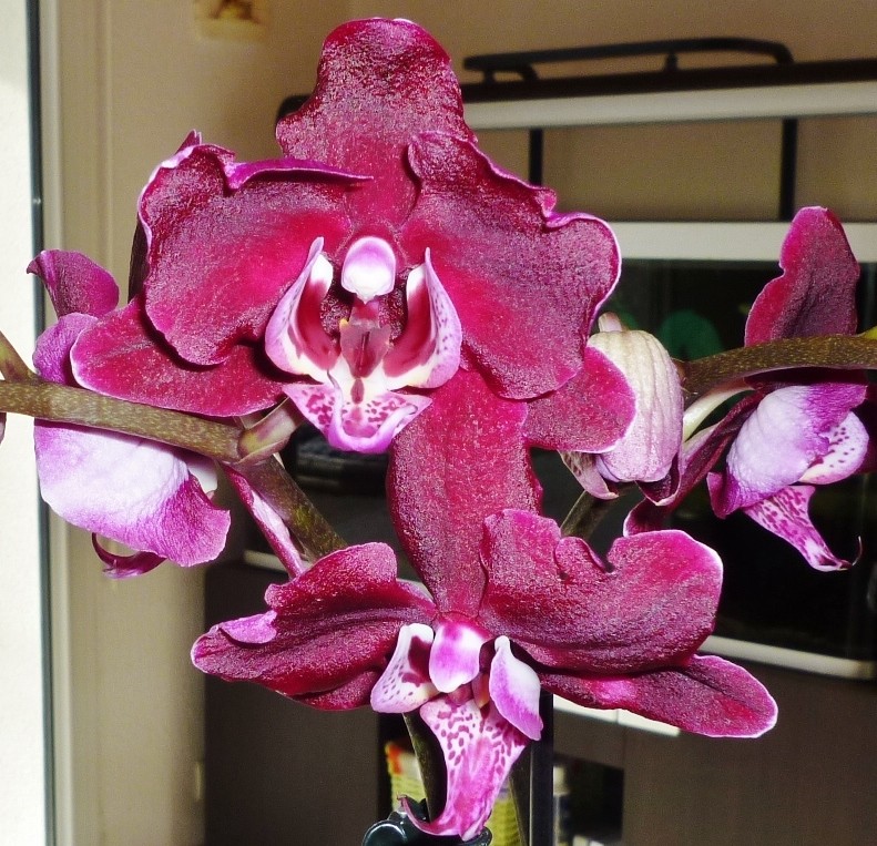 phalaenopsis P1130244