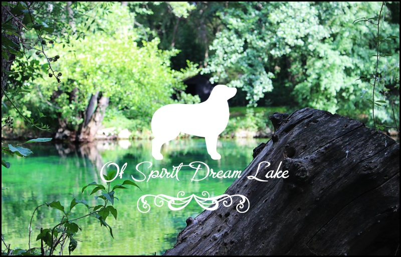 Nos Bergers Australiens "Of Spirit Dream Lake" ! Avatar11