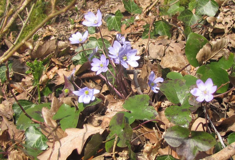 Le printemps dans la vallée de la Doller Img_0312