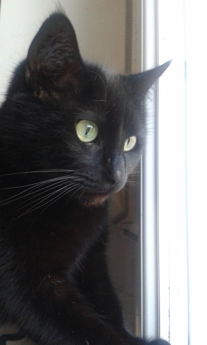 GINO, chat noir, né le 01/04/11 20150116