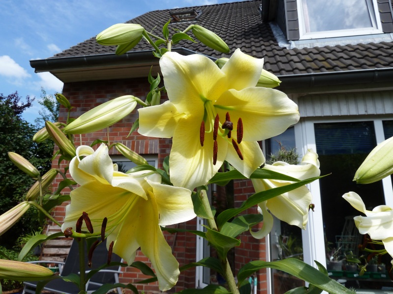 Lilien(artige) - natürlich Lilien, aber auch Inkalilien, Zeitlose, Germer und Stechwinden - Seite 4 Baumli11
