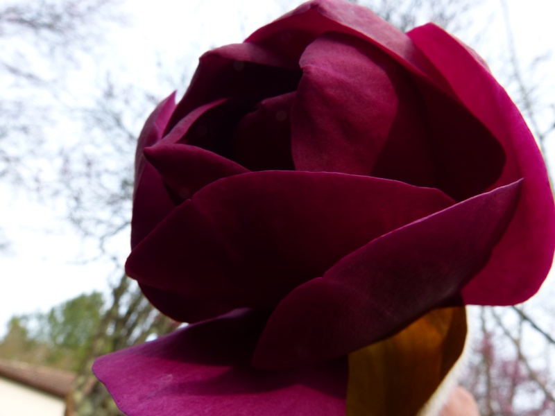Magnolia 'Black Tulip' Magnol15