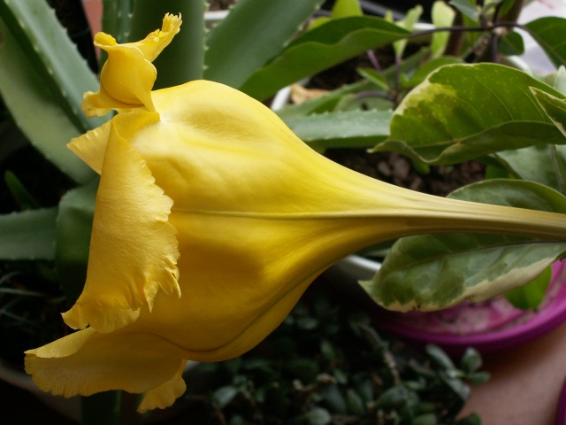 solandra - Solandra maxima Soland13