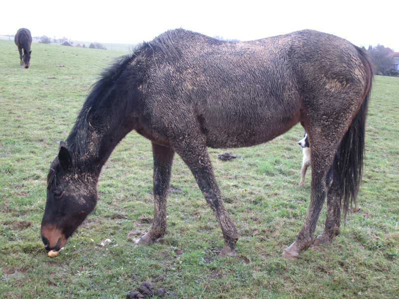 DAMONA - PS née en 2000 - adoptée en janvier 2015 par Robert Damona11