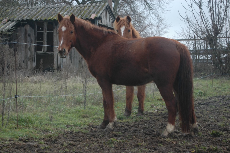 NUTS - ONC Poney née en 2001 - adoptée en mars 2015 par Séverine82 Dsc_9510