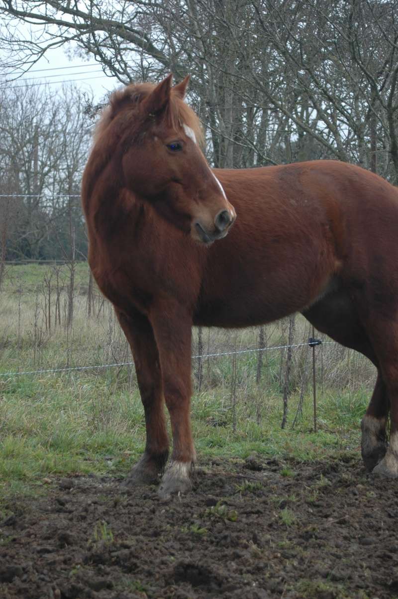 NUTS - ONC Poney née en 2001 - adoptée en mars 2015 par Séverine82 Dsc_9511