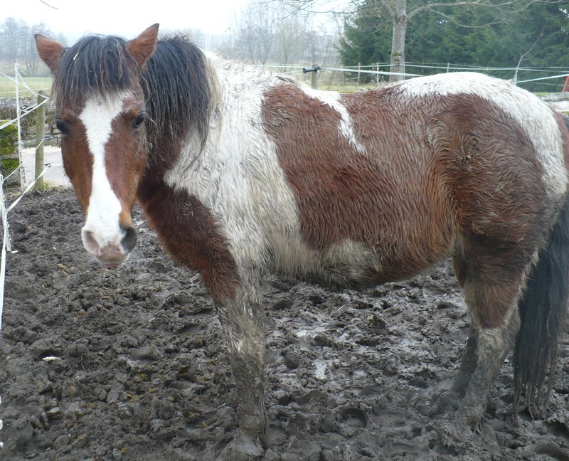 DUCc - ONC poney typé Shetland né en 1991 - adopté en mars 2015 par Joseph Duc_0810