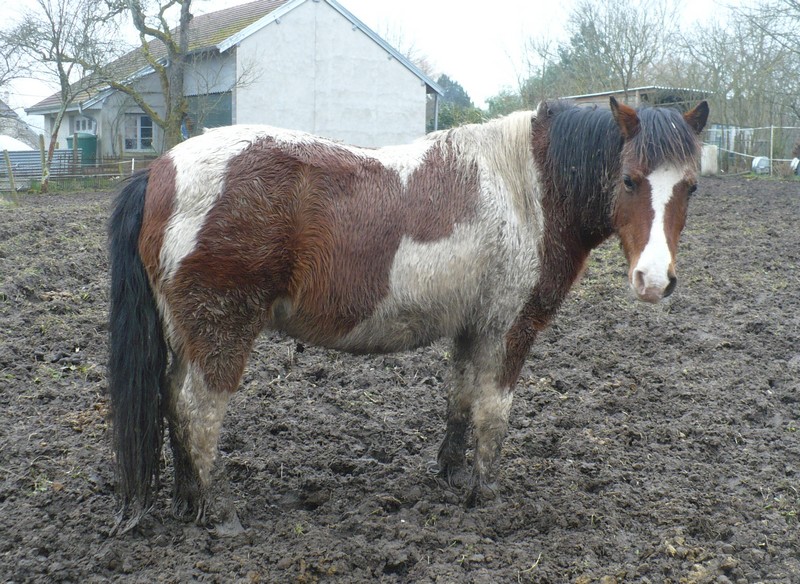 DUCc - ONC poney typé Shetland né en 1991 - adopté en mars 2015 par Joseph Duc_0910