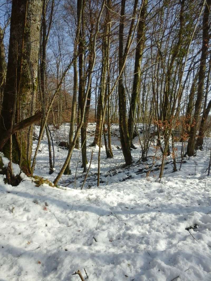 sciage de bois sous la neige  20150223