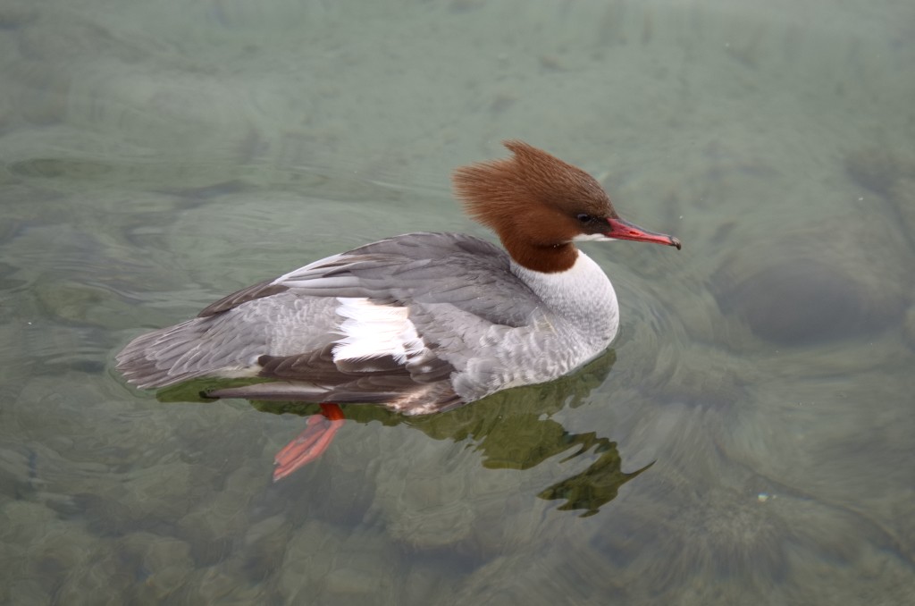 Lac Léman et oiseaux Harle_15