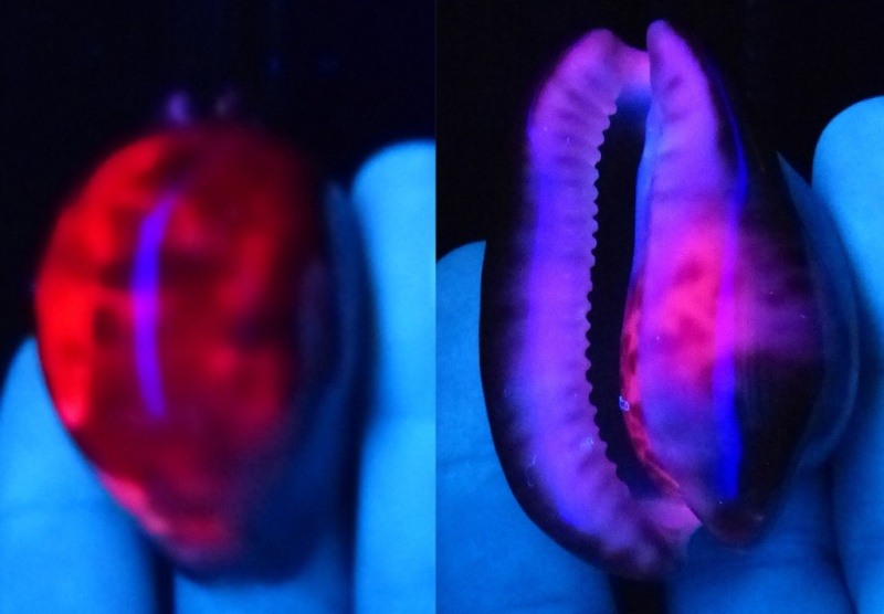 ultra* - Luminescence des Cypraea aux Ultras violets 08_ven10
