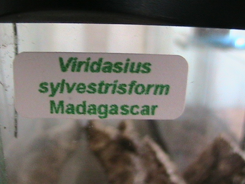 Viridasius sp "sylvestrisform".  Photo_10