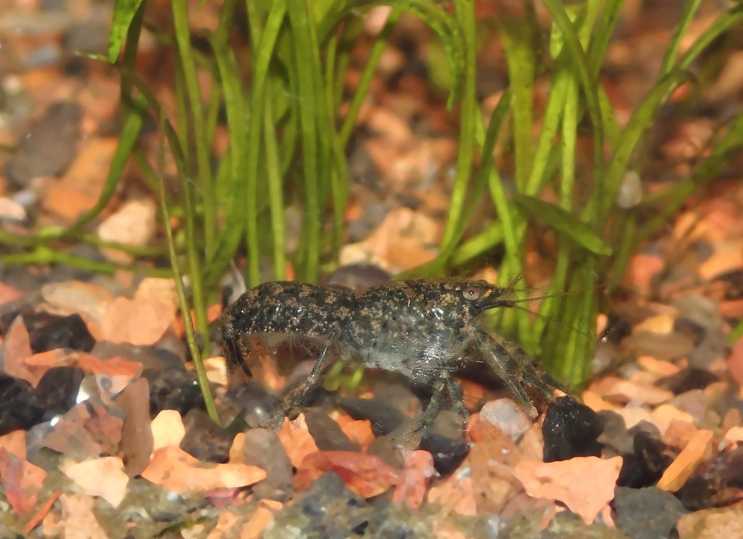 Mes cambarellus texanus Img_8211