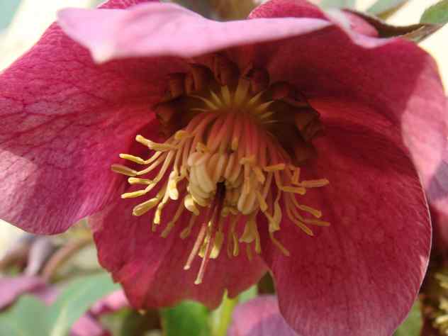 Une petite virée chez les Helleborus !!! - Page 3 Dsc00915