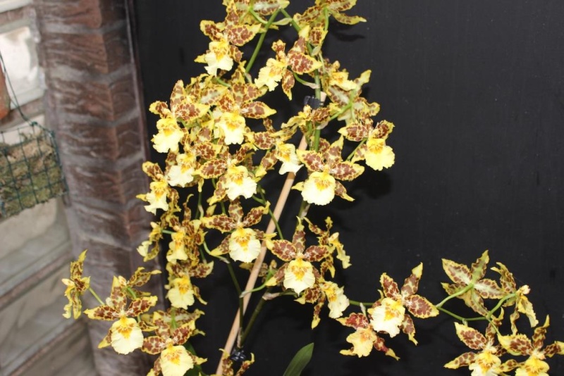 Odontocidium Tiger Hambühren Kopie_18