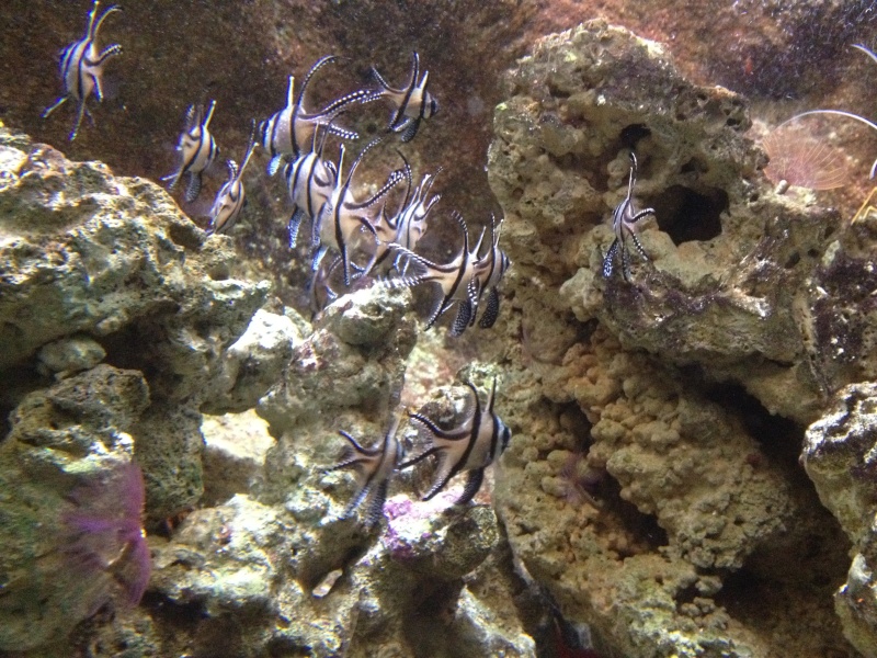 L'aquarium d'AMNEVILLE -57- visite prévue le 23/08/2012  Img_0722