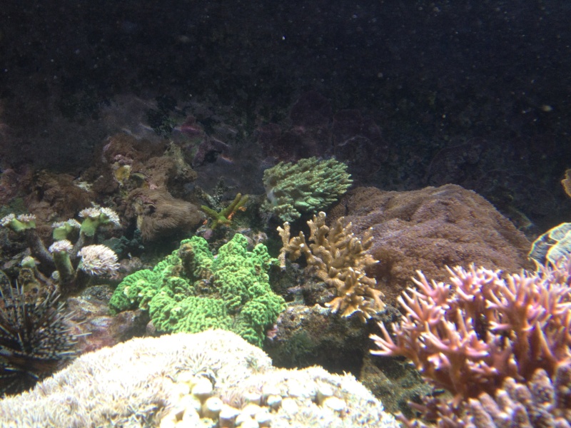 L'aquarium d'AMNEVILLE -57- visite prévue le 23/08/2012  Img_0818