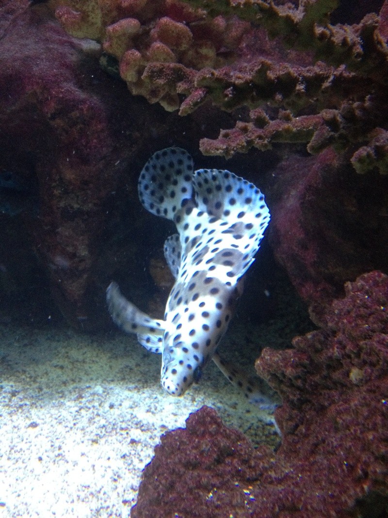 L'aquarium d'AMNEVILLE -57- visite prévue le 23/08/2012  Img_0820