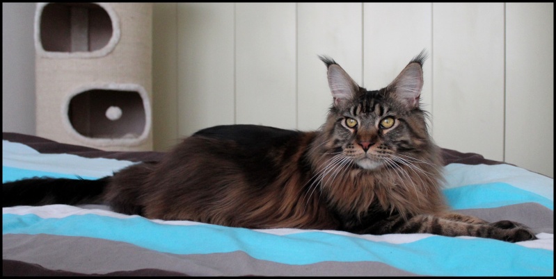 Le Maine Coon Img_6013